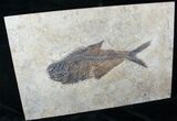 Large Diplomystus Fossil Fish - Frameable #13093-2